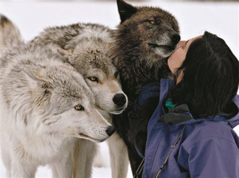 The Story of Yellowstone Wolf 8: From Underdog to Alpha Male