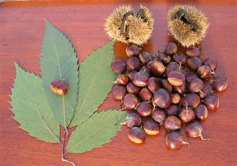 The Story of the American Chestnut - Eat The Planet