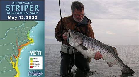 The Striper Migration: When Will the Bass Return - On …