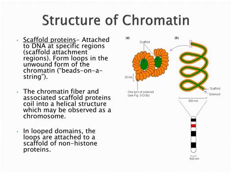 The Structure and Function of Chromatin