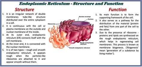 The Structure and Function of the Endoplasmic Reticulum