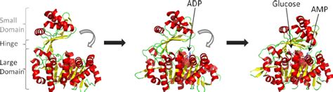 The Substrate-induced Conformational Change of - ScienceDirect