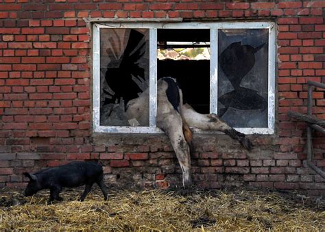 The Suffering Just Won’t Stop. UKRAINE’S WAR ANIMALS …