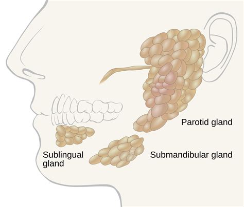 The Surprising Secrets of Swallowed Saliva: Unlock Its Hidden Health Benefits