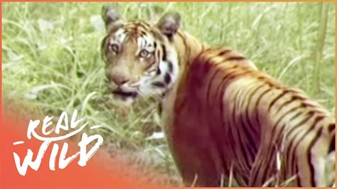 The Survival Of A Tiger (TIger Documentary) Real Wild - YouTube