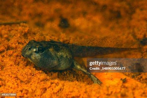 The Tadpole Photos and Premium High Res Pictures - Getty Images