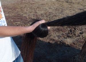 The Tail Stretch: Spinal Decompression For Your Horse