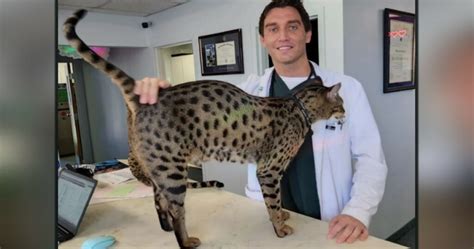 The Tallest Cat, Fenrir, Breaks Record, Often Mistaken …