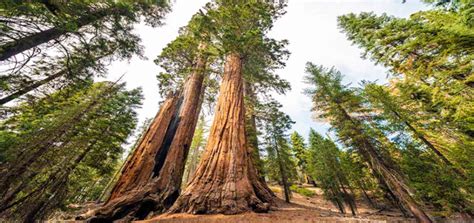 The Tallest Redwood Tree Hyperion: Stay Awestruck By Its Size