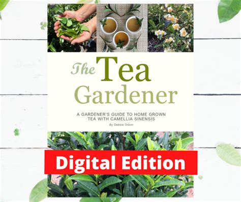 The Tea Gardener – Blackcreek Nursery & Garden