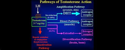 The Testosterone Toolbox