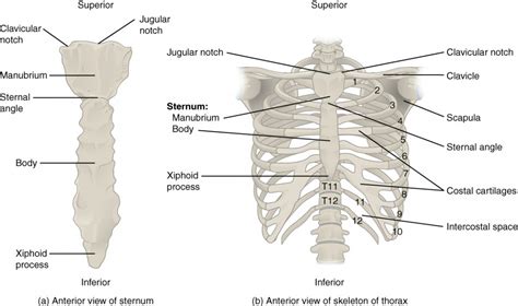 The Thoracic Cage Anatomy and Physiology Course Hero