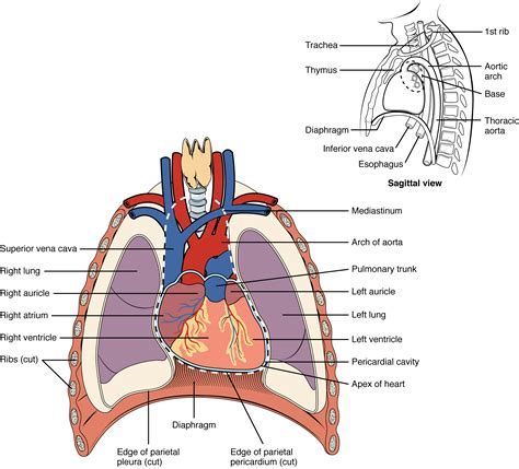 The Thoracic Cavity PDF Lung Thorax - Scribd