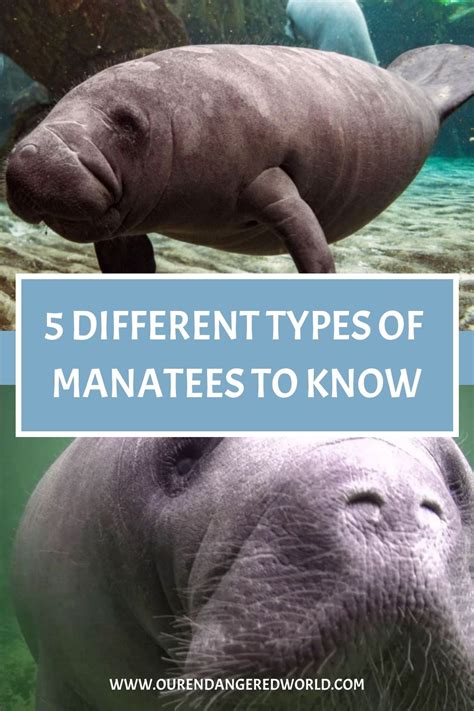 The Three Different Types of Manatees - ThoughtCo