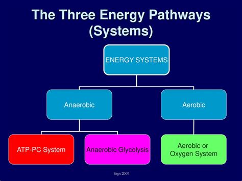 The Three Energy Pathways and Exercise