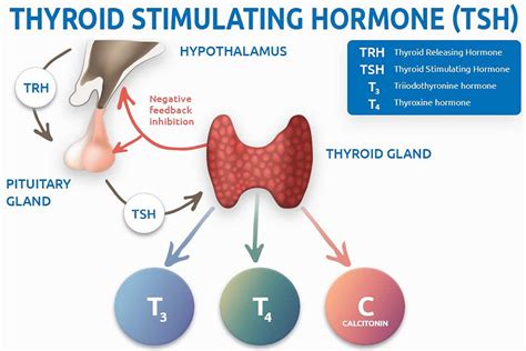 The Thyroid Stimulating Hormone and Free Thyroxine Levels in ...