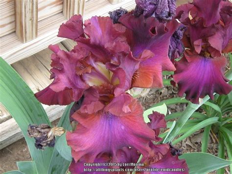 The Top 10 in Your Garden 2015 in the Irises forum - Garden.org