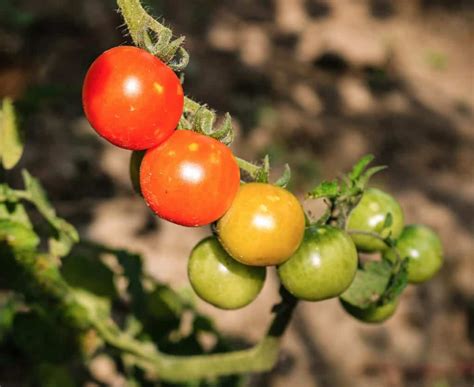 The Top 5 Best Tasting Dwarf Tomatoes - Food Growers Hub