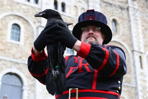 The Tower of London ravens have been locked down so they don’t …