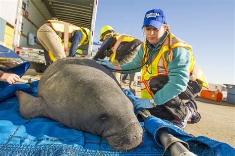 The Tragic Reality Of Manatees – Humans For Survival