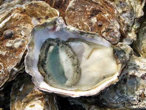 The Truth About Aphrodisiac Foods, or, Do Oysters Really Make …