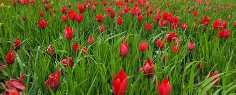 The Tulips of Madonna Dell