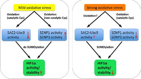 The Ubiquitin-Like SUMO System and Heart Function