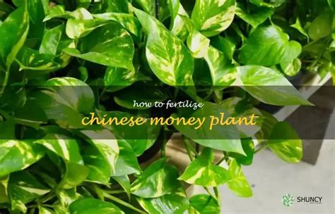 The Ultimate Guide To Fertilizing Your Chinese Money Plant