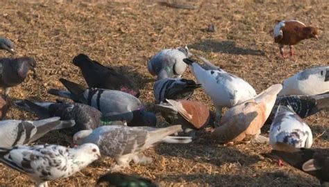 The Ultimate Guide To Pigeon Farming – Pigeonpedia