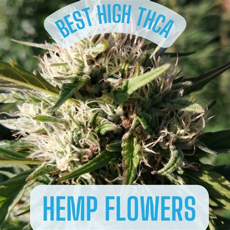 The Ultimate Guide to Finding the Best THCa Hemp Flower Strains Online