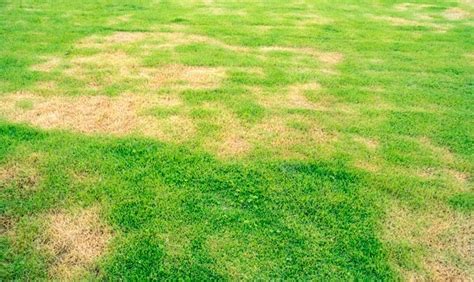 The Ultimate Guide to Lawn Fungus: Types, Symptoms and …