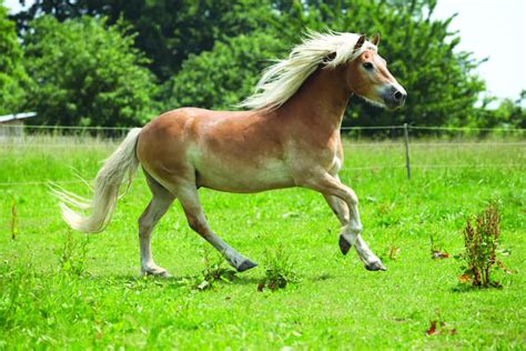 The Ultimate Guide to Long Haired Ponies: Your Majestic Companions