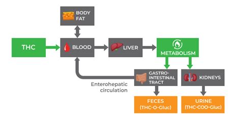 The Ultimate Guide to Marijuana Metabolism