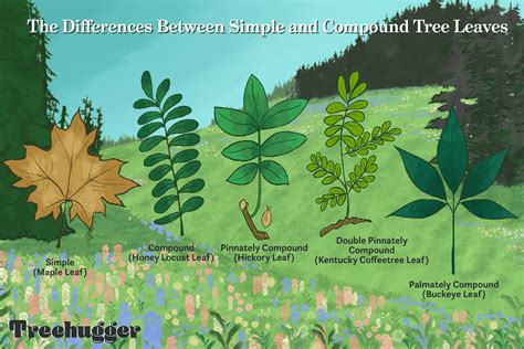 The Ultimate Guide to Simple and Compound Tree Leaves - Treehugger