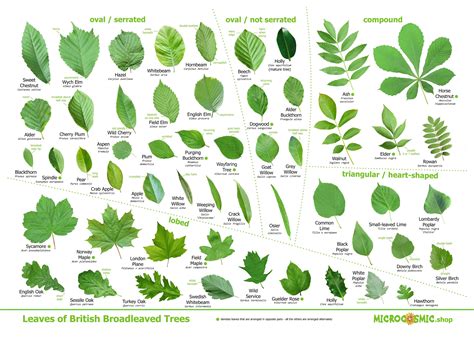 The Ultimate Guide to Tree Leafs or Leaves: An Essential Element of Nature's Beauty