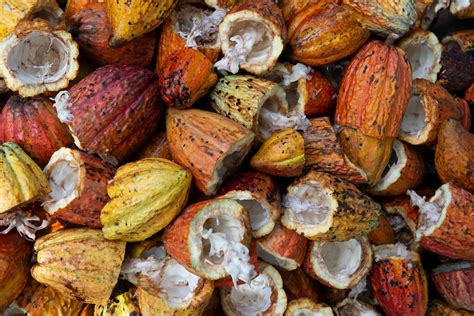 The Untapped Power of Cocoa Waste: 5 Cacao By-Products