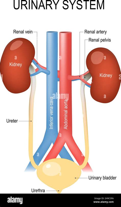 The Urinary System Kidneys
