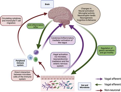 The Vagus Nerve at the Interface of the Microbiota-Gut-Brain …