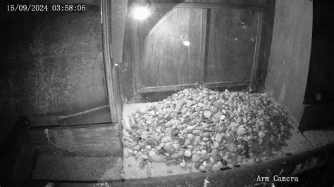 The Wakefield Peregrine Project - Live Nest Box Cam - YouTube