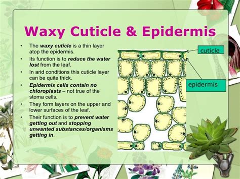 The Waxy Cuticle Of Green Algae: Structure Function And Importa…