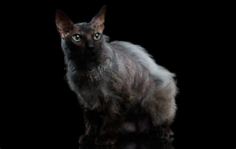 The Werewolf Cat Pawversity