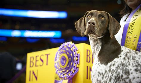 The Westminster Kennel Club Dog Show: What do the winners get?