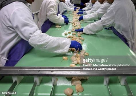 The Whaling Cities Fishing Industry. Workers sort scallops at the...