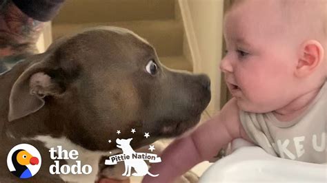 The Wildest Pittie Eats Out Of His Baby Sister