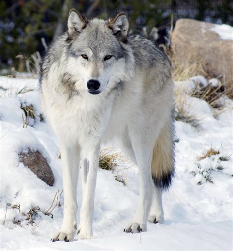 The Wolf - Wikipedia