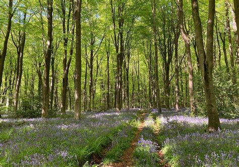 The Woodland Walk