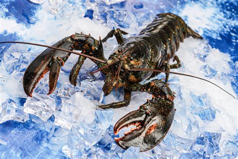 The World of Canadian Lobster – Lobster From Canada