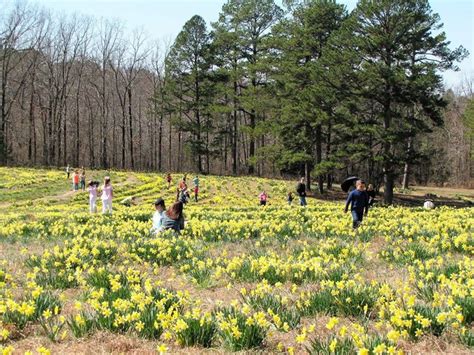 The Wye Mountain Daffodil Festival In Arkansas Is A Tradition