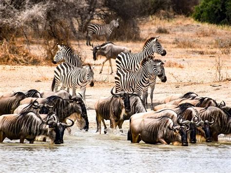 The Zebra And Wildebeest Relationship: Why Do These Animals …