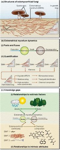 The advancing mycelial frontier of ectomycorrhizal fungi